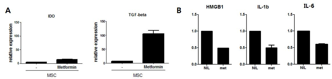 Metformin이 처리된 중간엽줄기세포에 의한 면역 및 염증인자 조절능