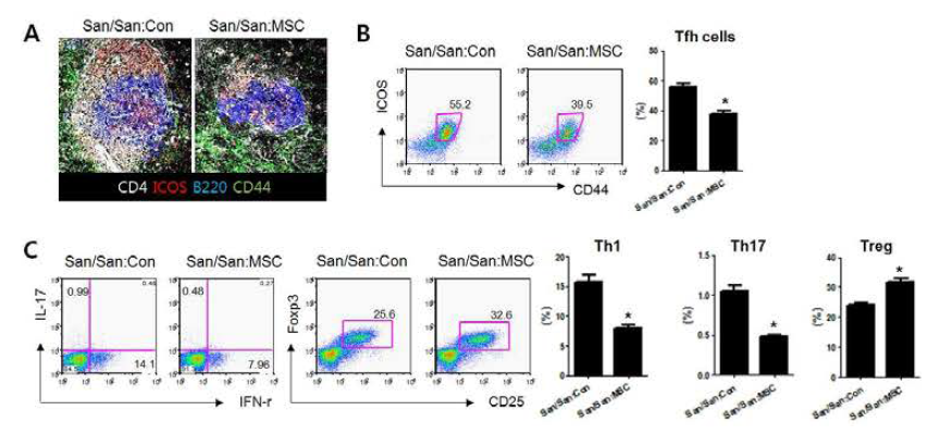 MSC 주입에 따른 T 세포 활성 억제능