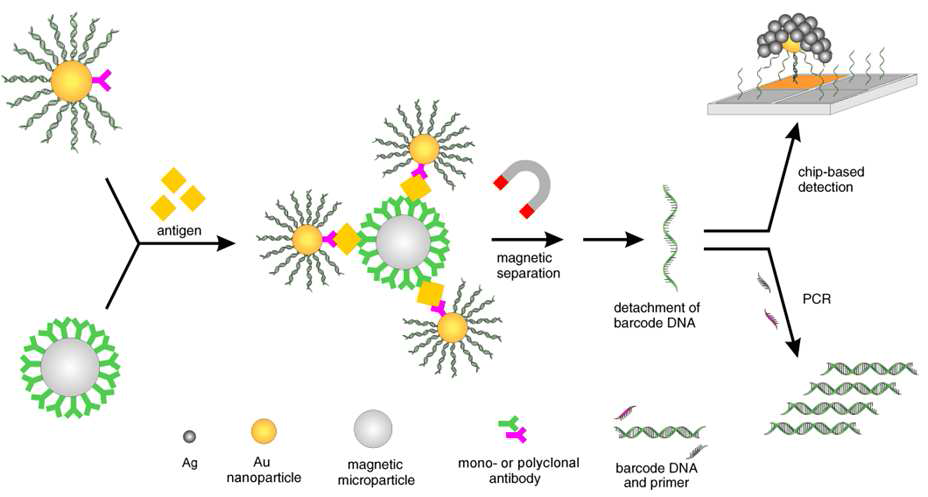Mirkin 교수 팀에서 개발한 초고감도 나노 바코드 면역검출법