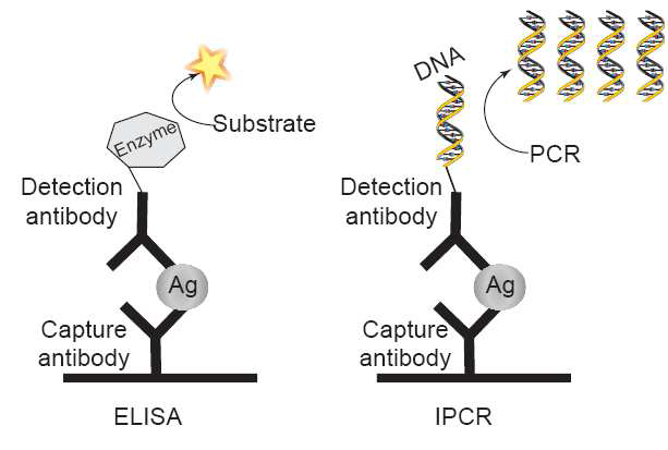 Immuno-PCR 방법. 검출항체에 부착된 DNA를 PCR로 증폭하여 검출한도를 극대화 함