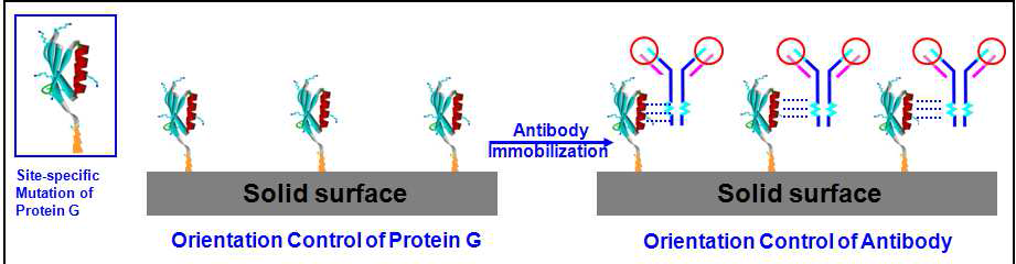 한국생명공학연구원 정봉현 박사팀이 개발한 Cys-tagged Protein G를 이용한 항체 고정