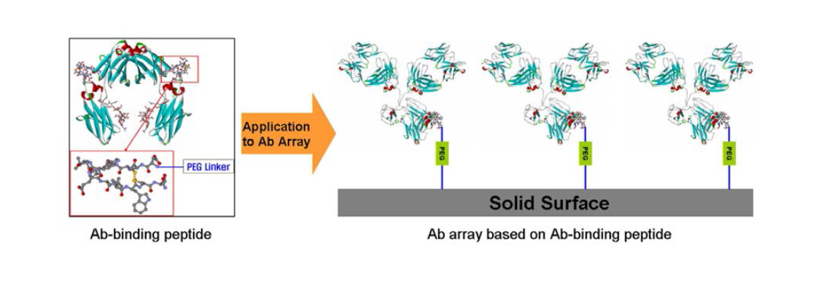 항체 Fc 영역에 결합하는 펩타이드(FcBP)를 이용한 항체고정화 개념도