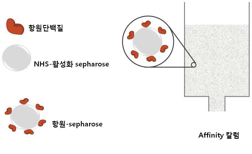 Affinity 칼럼의 준비