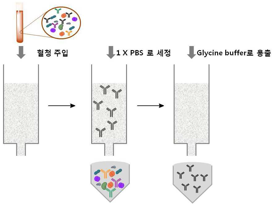 항체 정제 과정