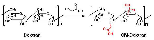덱스트란에 카르복실기(Carboxyl group)를 도입