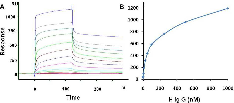 A) 서로다른 농도의 Human 항체 고정화과정을 SPR로 모니터링한 결과;