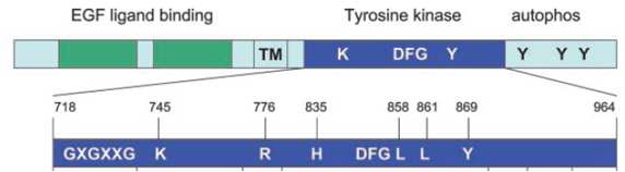 Domain Structure of EGFR