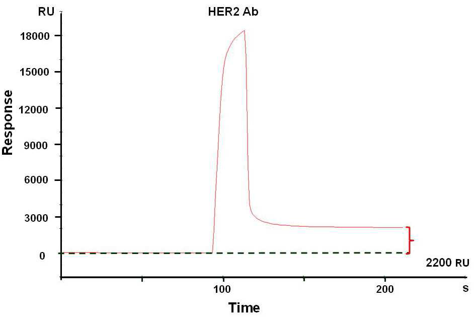 SPR을 이용한 HER2 항체 고정화과정의 모니터링