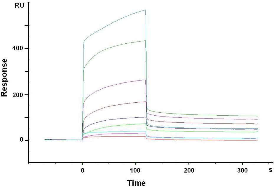 HER2 항체칩위에 서로 다른 농도의 HER2 결합과정을 SPR로 모니터링