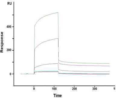 EGFR 항체칩위에 서로 다른 농도의 EGFR 고정화과정을 SPR로 모니터링한 결과