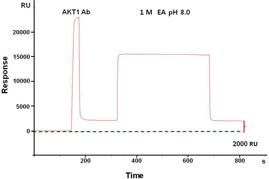 SPR을 이용한 AKT1 항체 고정화과정의 모니터링