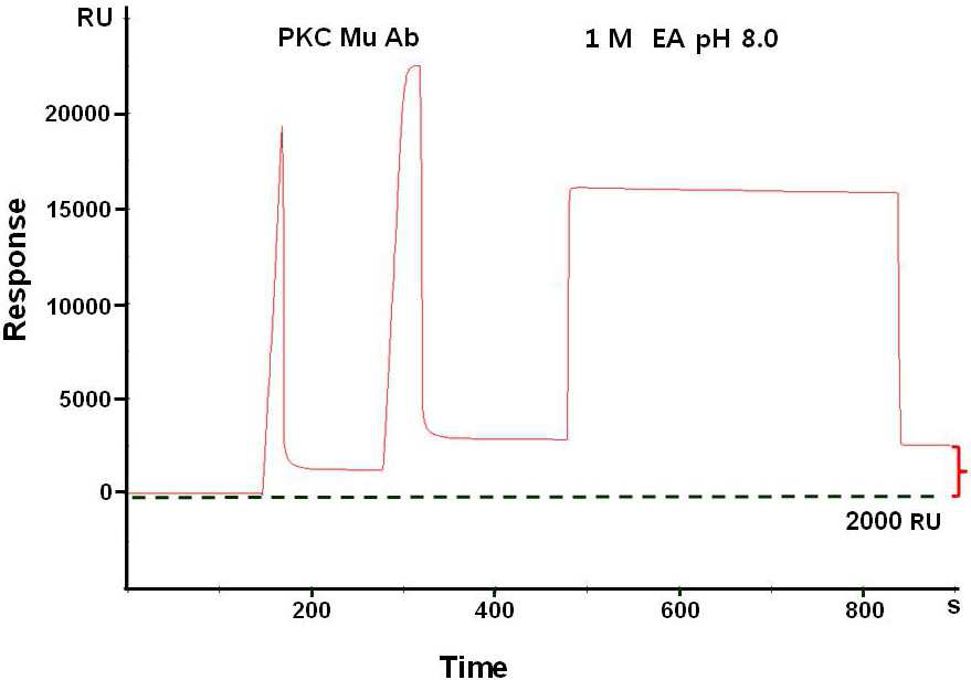 SPR을 이용한 PKC Mu 항체 고정화과정의 모니터링 결과