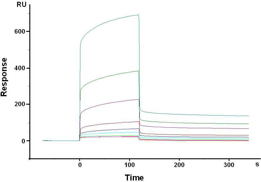 PKC Mu 항체칩위에 서로 다른 농도의 PKC Mu 고정화과정을 SPR로 모니터링한 결과