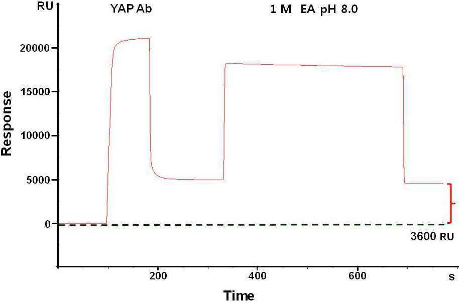 SPR을 이용한 YAP 항체 고정화과정의 모니터링 결과