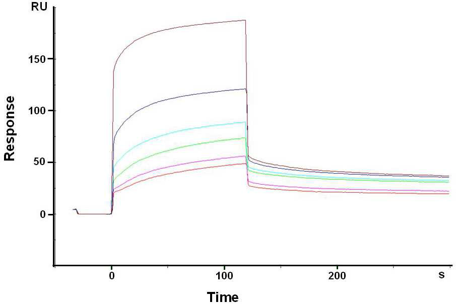 YAP 항체칩위에 서로 다른 농도의 YAP 고정화과정을 SPR로 모니터링한 결과