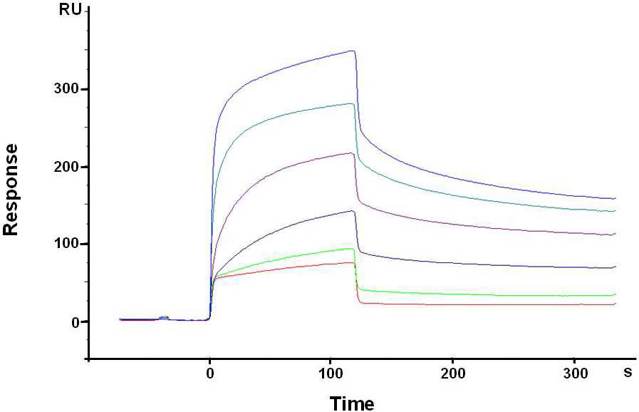 β-catenin phospho-펩타이드 칩상에 β-catenin phospho-펩타이드 항체가 농도 별로 결합함을 확인