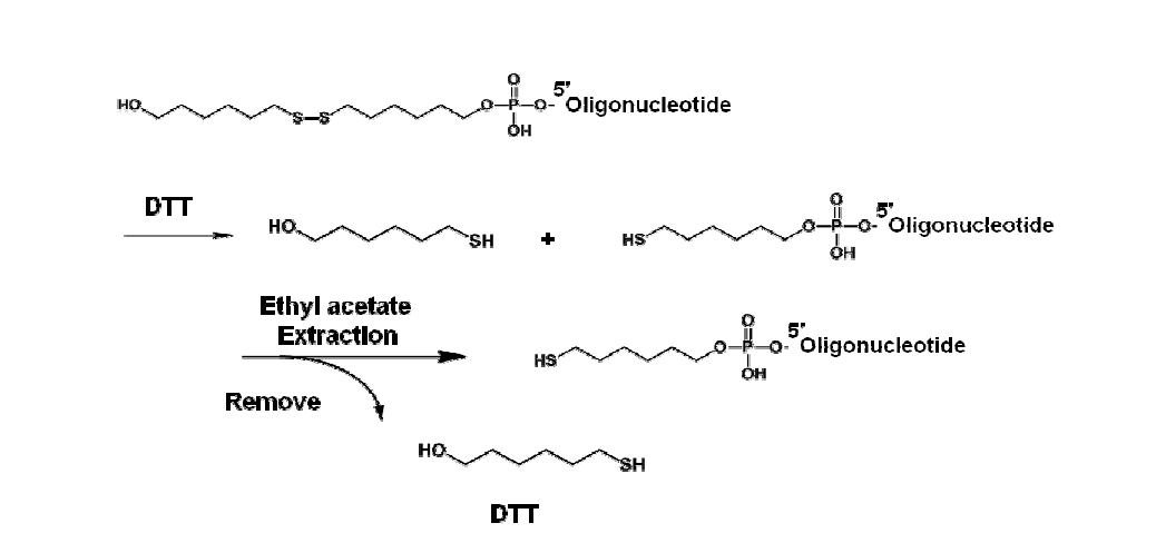 DTT에 의한 thio oligonucleotide의 활성화