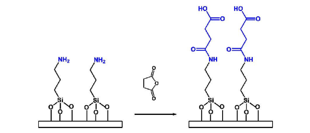 Succinic anhydride에 의한 카르복실기 도입