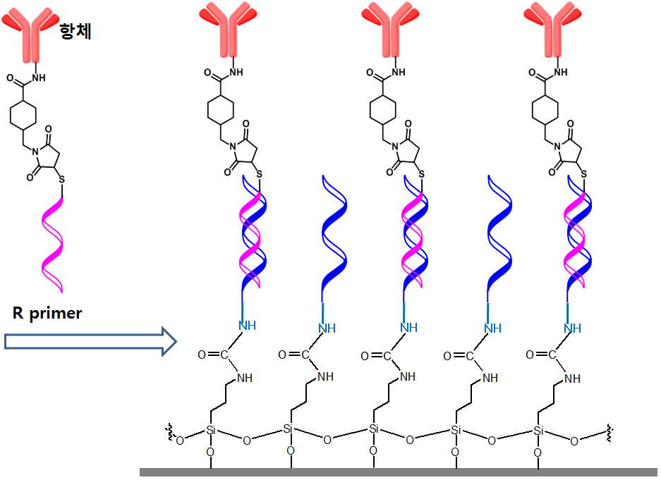 DNA 상보성을 이용한 항체칩 형성과정