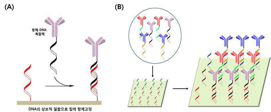 DNA 칩을 근간으로 하는 self-addressable 항체칩 형성과정