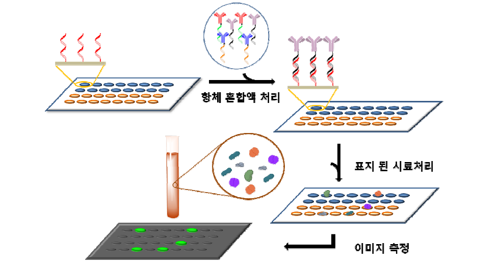 항체칩 제작과 시료적용