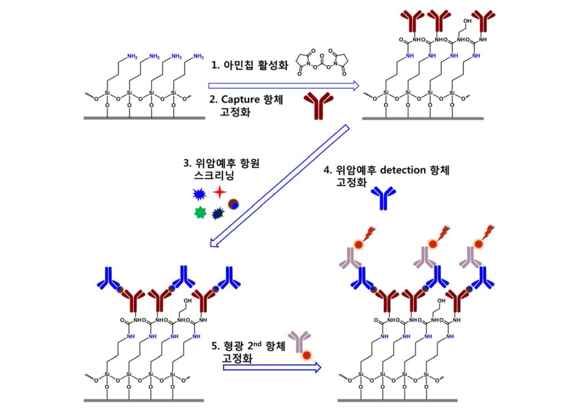 Direct 항체 고정화에 의한 항체칩 제작