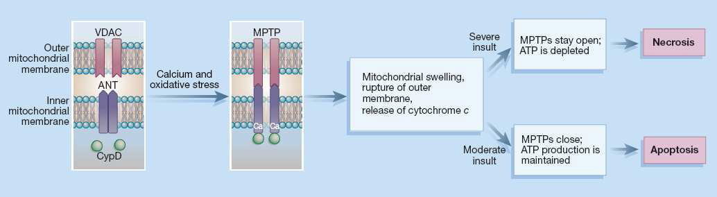 cyclophilin D에 의한 MPTP의 작용기전