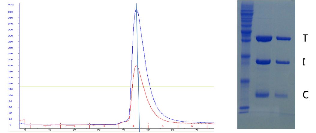 Superdex 200 column과 SDS-PAGE을 이용한 Troponin complex의 형성 확인