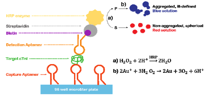 Enzyme-linked Aptamer Assay 시스템 모식도