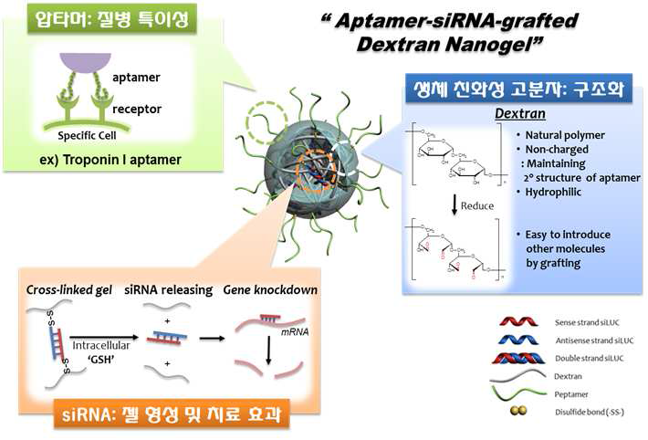 압타머가 기능화된 덱스트란-siRNA 나노젤