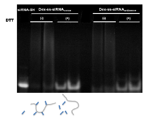 Dex-ss-siRNA의 PAGE 결과