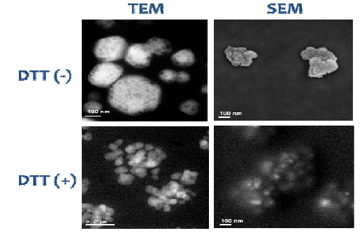 TEM 및 SEM을 이용한 DTT 존재 유무에 따른 나노젤의 형태 관찰