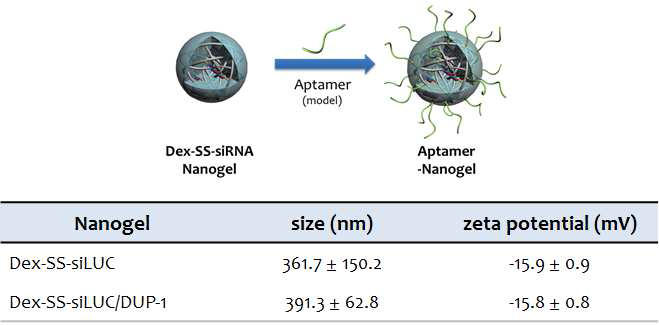 덱스트란-siRNA/DUP-1 나노젤의 수화 크기 및 표면 전하