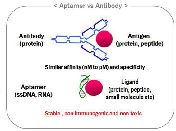 압타머와 항체의 비교