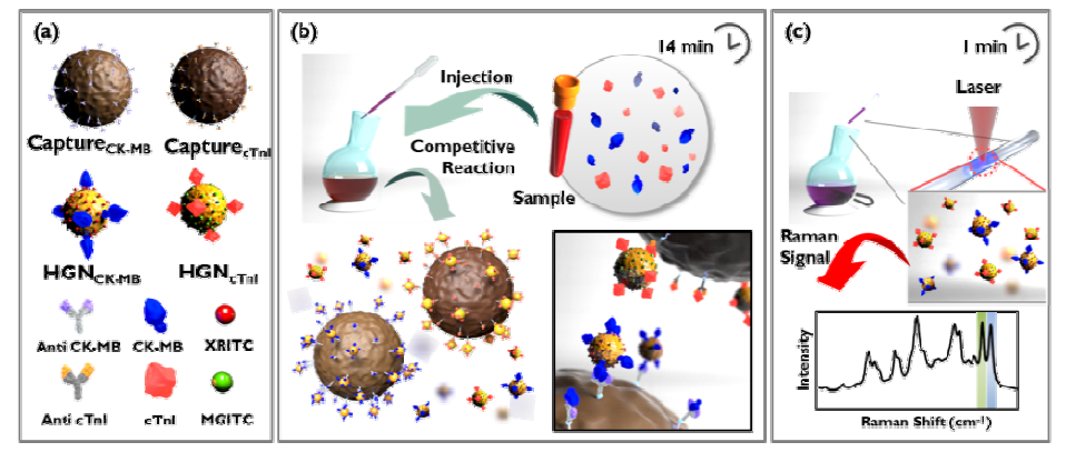 자성나노입자와 금 나노입자를 이용한 경쟁반응 (A)사용되는 입자 모식도, (B) 혈액에 포함된 두 종류의 심근경색 마커와 금 나노입자 간의 경쟁면역반응 (C)남아있는 나노입자에 대한 SERS 시그널 검출.