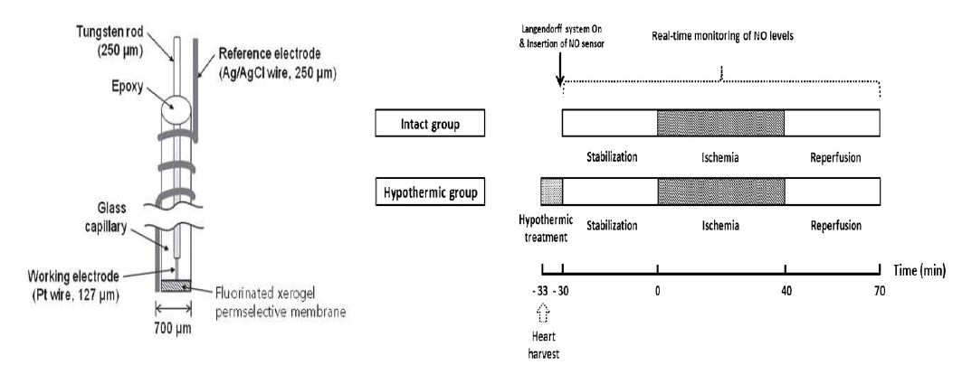개발된 고감도 산화질소 센서 모식도와, 심근허혈-재관류동안 NO의 실시간 변화 관찰을 위한 실험 개략도.