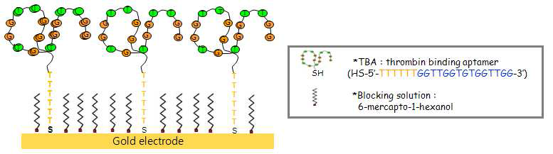 금 전극 표면에 형성된 압타머 자기조립층.