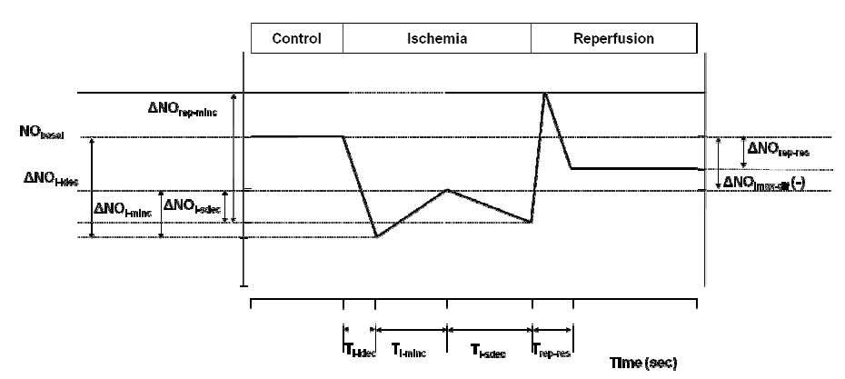 심근허혈-재관류시 NO 변화량 분석을 위한 파라미터.