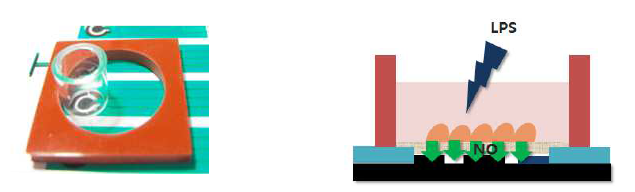 (좌) Cloning cylinder를 이용하여 평판형 센서의 전극표면에 직접 cell을 배양 (우) LPS 자극에 따른 실시간 NO 분비 측정용 평판형 센서 개념도.