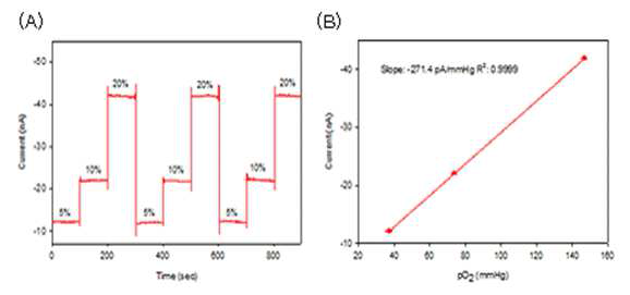 친유성 투과막을 도입한 전극에서 O2에 대한 (A) 감응 및 (B) 검정곡선.