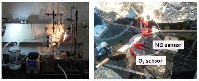 자체 제작된 isolated heart perfusion system (좌) 및 심근 에 삽입된 NO/O2 센서.