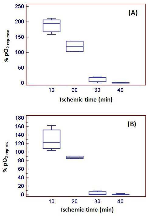 Ischemic time에 따른 재관류시 oxygen tension의 maximum과 restoration값에 대한 box-and Whisker graph.