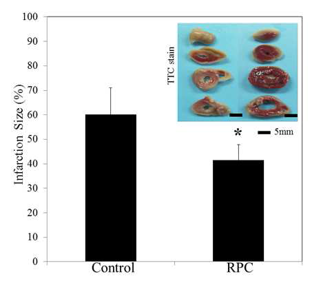 RPC 효과에 대한 TTC 염색 결과. RPC에 의 해 심근경색 크기가 감소한 것을 확인.