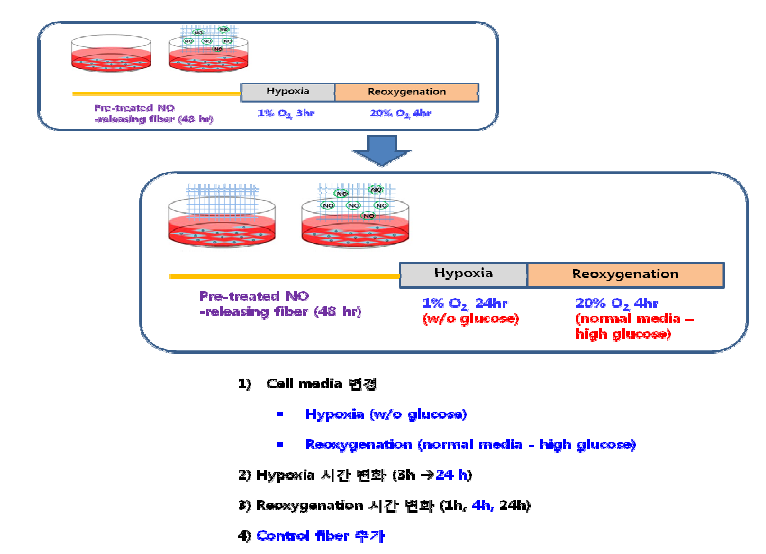 개선된 저산소화/재산소화 in vitro 모델 정립.