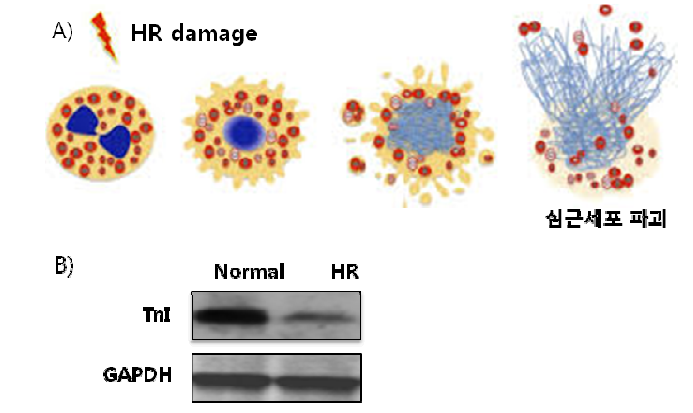 (A) 저산소화/재산소화 손상에 따른 심근세포의 파 괴, (B) 저산소화/재산소화 비처리군과 처리군의 심근 특이마커 TnI의 단백질 발현 양상 비교.