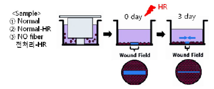 In vitro 상처 모델에서 NO의 상처치유 효과 평가개략도.