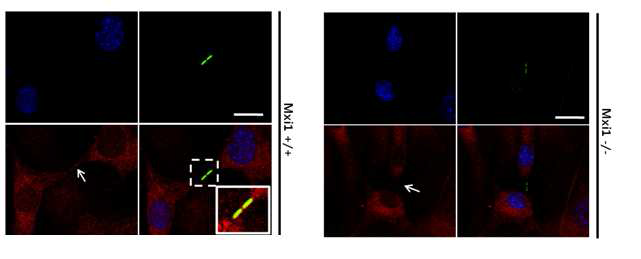 Mxi1 KO MEFs에서 PC2 localization 관찰