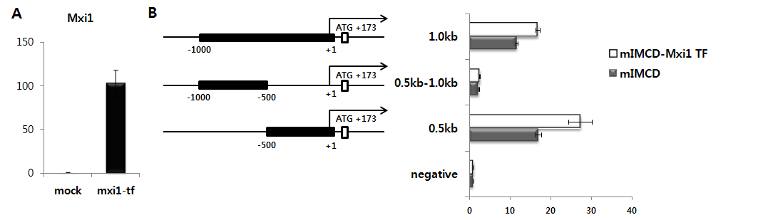 Mxi1이 관여하는 IFT20 prmoter region 검증