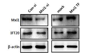 Mxi1 발현에 따른 Ift20 발현 차이 검증