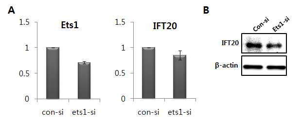 Ets-1 유전자에 의한 Ift20 유전자의 발현 조절 확인